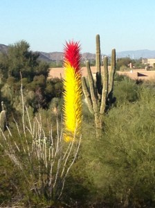 This was taken at least 100 ft away and is almost as tall as the Saguaro. Amazing.